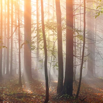 фотообои Рассветный лес