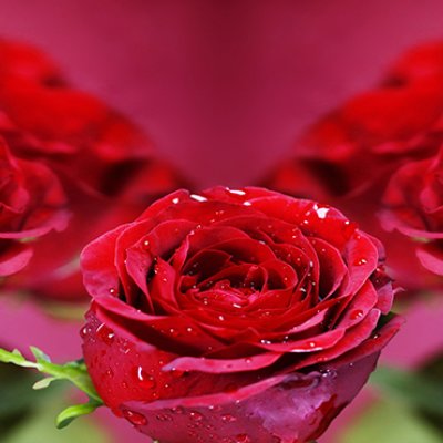 фотообои Голландские розы