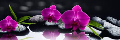 фотообои Диковинные орхидеи