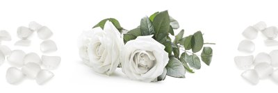 фотообои Букеты белых роз