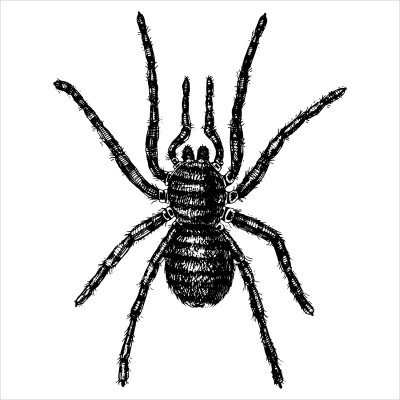 постеры Черный паук