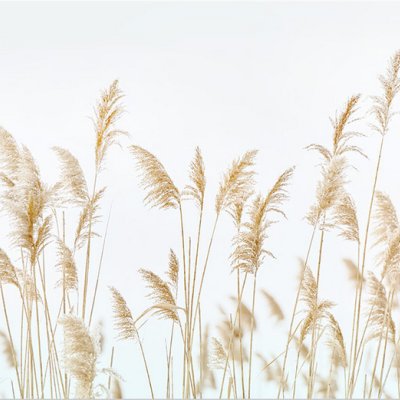 фотообои Пшеничные колосья