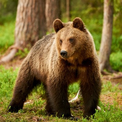 фотообои Лесной медведь