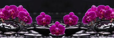 фотообои Роскошные орхидеи