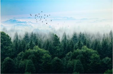 фотообои Туман над лесом